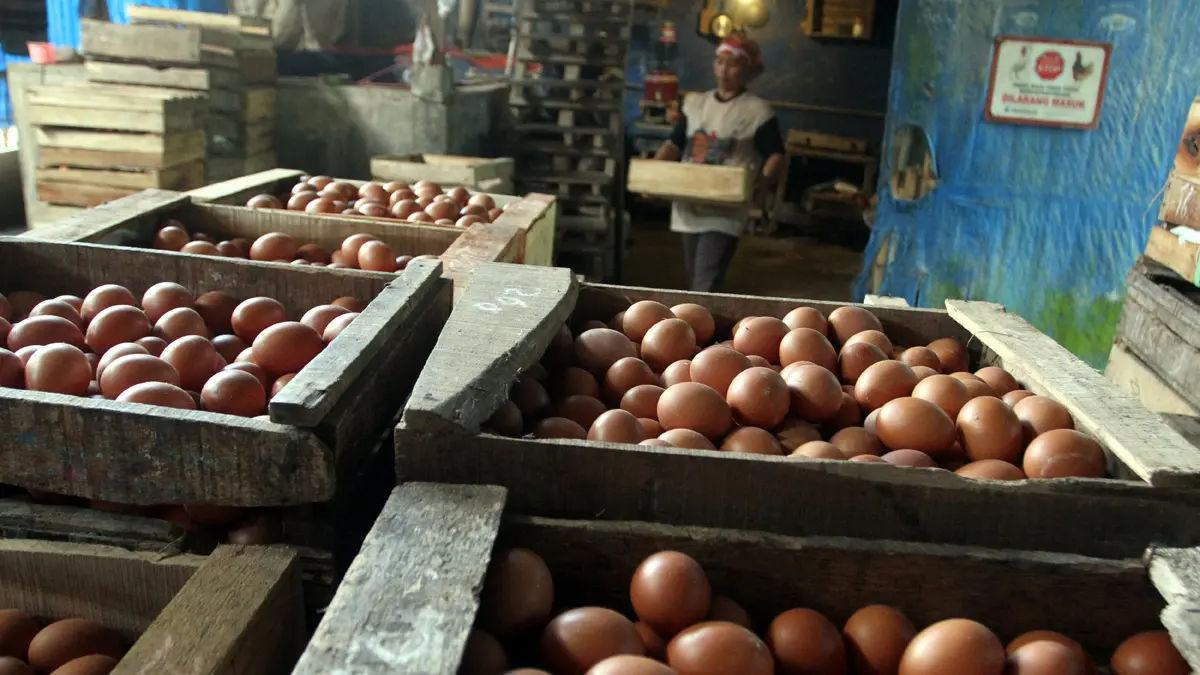 Pekerja mengangkut telur ayam ras hasil panen sebelum dipasok ke Satuan Pelayanan Pemenuhan Gizi (SPPG) program Makan Bergizi Gratis (MBG) di sentra Usaha Mikro, Kecil Menengah (UMKM) peternakan ayam petelur di Wonokoyo, Kota Malang, Rabu (20/5). (ARI BOWO SUCIPTO/ANTARA FOTO)

