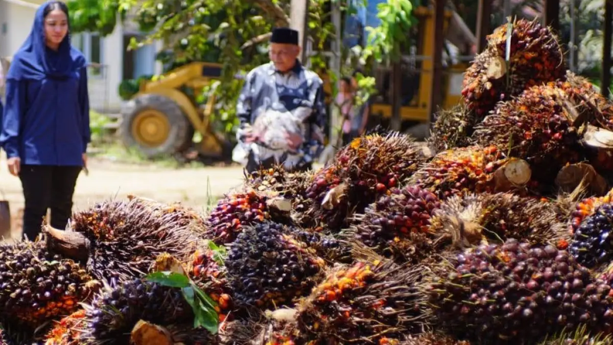 Harga TBS pada Selasa (9/6/2026) tercatat mencapai Rp3.855 per kilogram dengan selisih antar pabrik hingga Rp605 per kilogram.