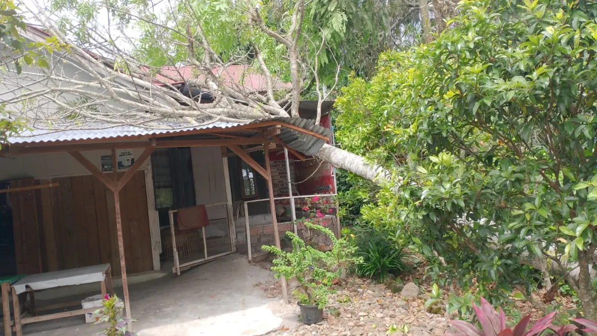 Kondisi rumah yang rusak ditimpa pohon tumbang di Kecamatan Harau dan Kecamatan Lareh Sago Halaban, Rabu (10/6). (BPBD LIMAPULUH KOTA)