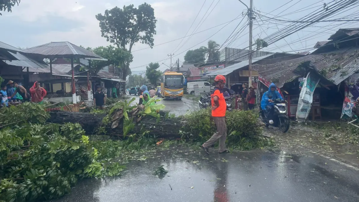 Pohon mahoni tumbang akibat angin kencang menutup akses jalan dan menimpa warung warga di Lubukminturun, Padang, Minggu (14/6/2026).