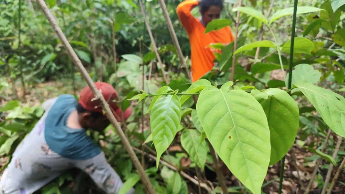 Petani gambir di Nagari Sopang, Kecamatan Pangkalan, Kabupaten Limapuluh Kota, mengeluhkan turunnya harga jual gambir yang kini hanya berkisar Rp24 ribu hingga Rp25 ribu per kilogram.
