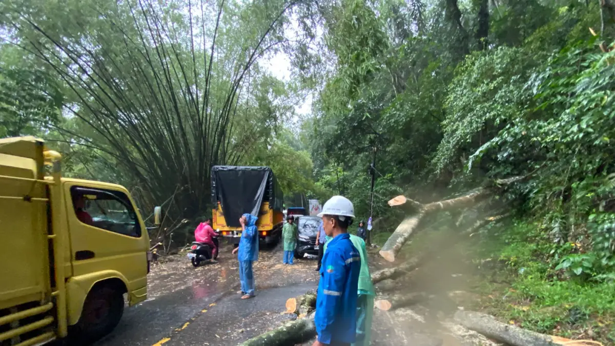 Pohon tumbang menutup Jalan Raya Payakumbuh–Bukittinggi di kawasan PLTA Batang Agam, Agam, Rabu (25/6/2026). Arus lalu lintas sempat lumpuh selama 30 menit sebelum petugas dan warga berhasil mengevakuasi pohon dari badan jalan. (SY RIDWAN/PADEK)
