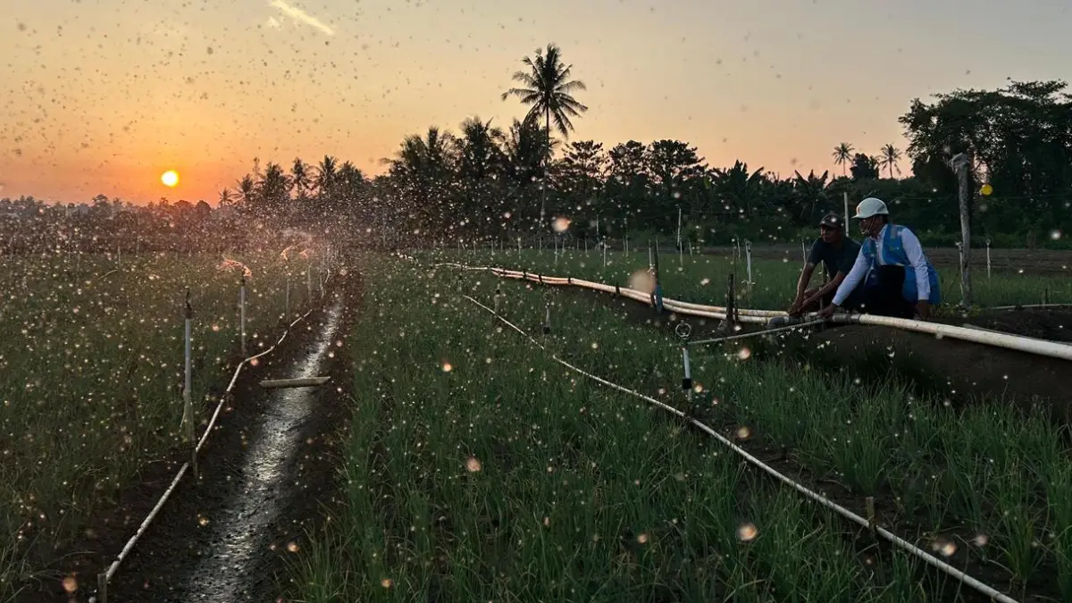 Listrik PLN yang andal dan terjangkau mendukung produktivitas petani bawang di Desa Telle, Kabupaten Bone, Sulawesi Selatan, sekaligus menopang pertumbuhan ekonomi masyarakat.