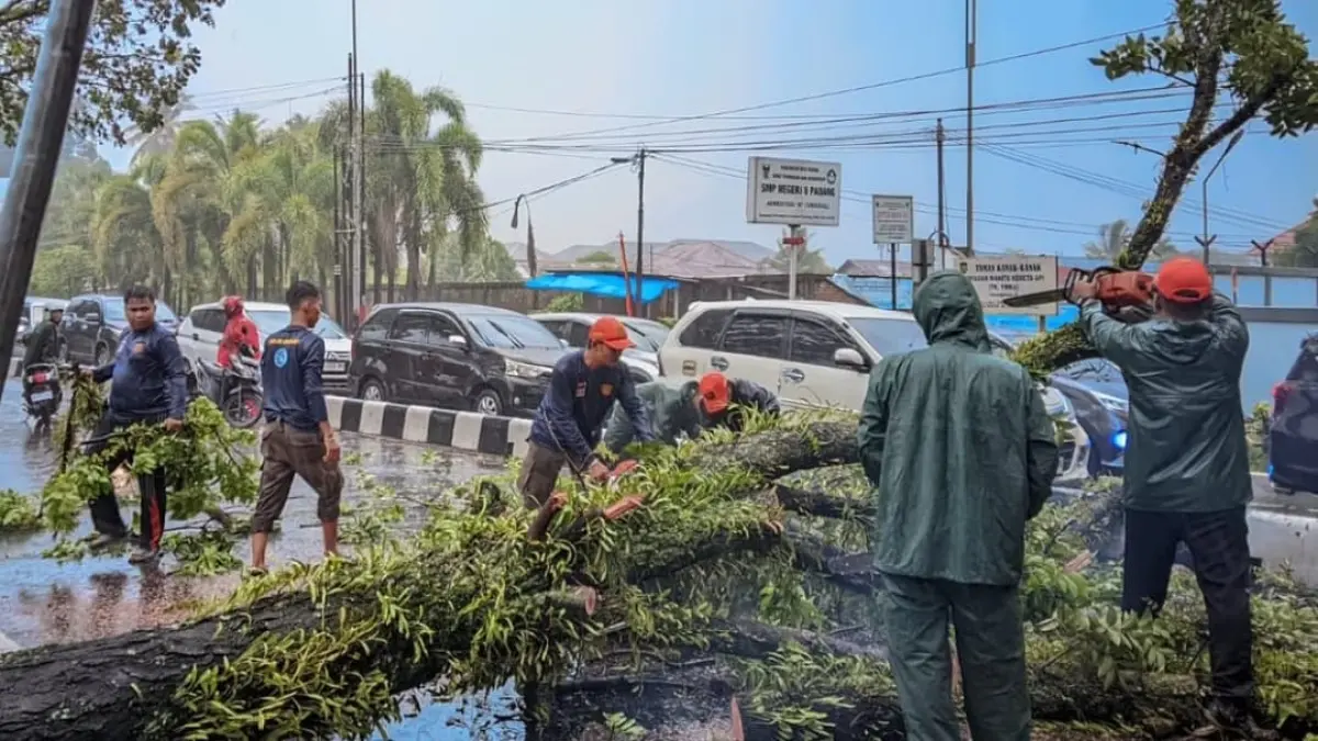 BMKG memprakirakan hujan lebat, petir, dan angin kencang di Kota Padang yang berpotensi memicu pohon tumbang.(Foto: Diskominfo)