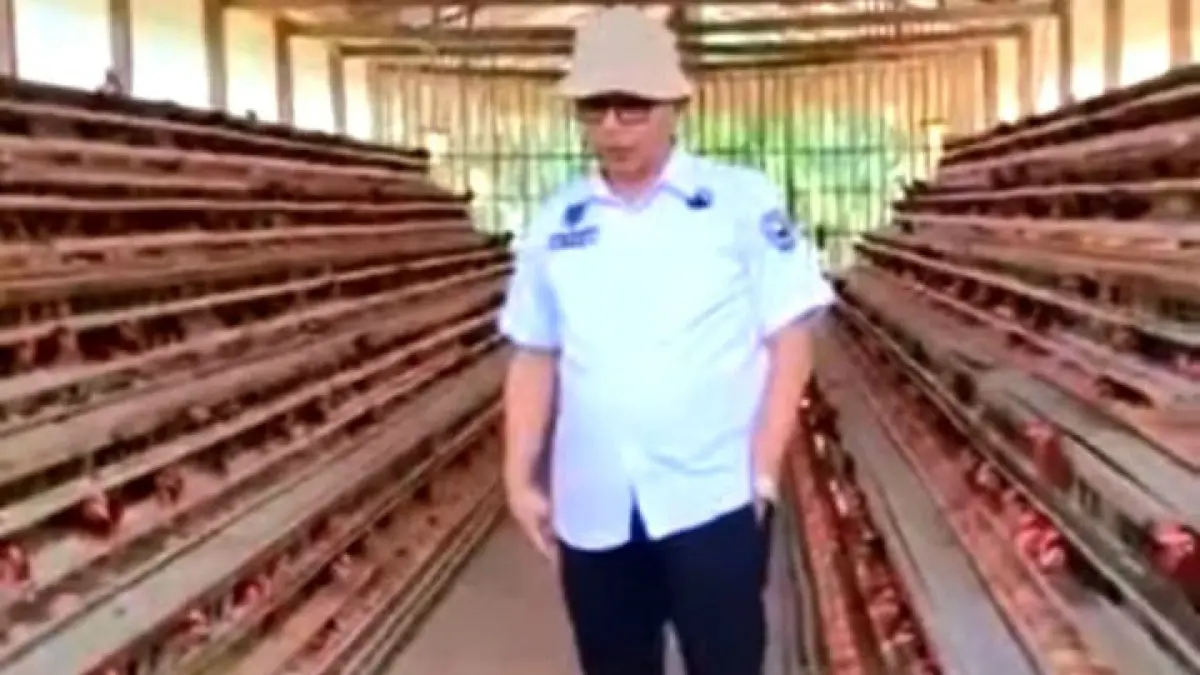 Kepala Dinas Pemberdayaan Masyarakat Kabupaten Pasaman, Teddy Martha saat mengunjungi Unit usaha peternakan ayam petelur milik BUMNag Sentosa Jaya Bersama di Nagari Cubadak Tengah beberapa waktu lalu. (DOK BUMNag Sentosa Jaya Bersama)