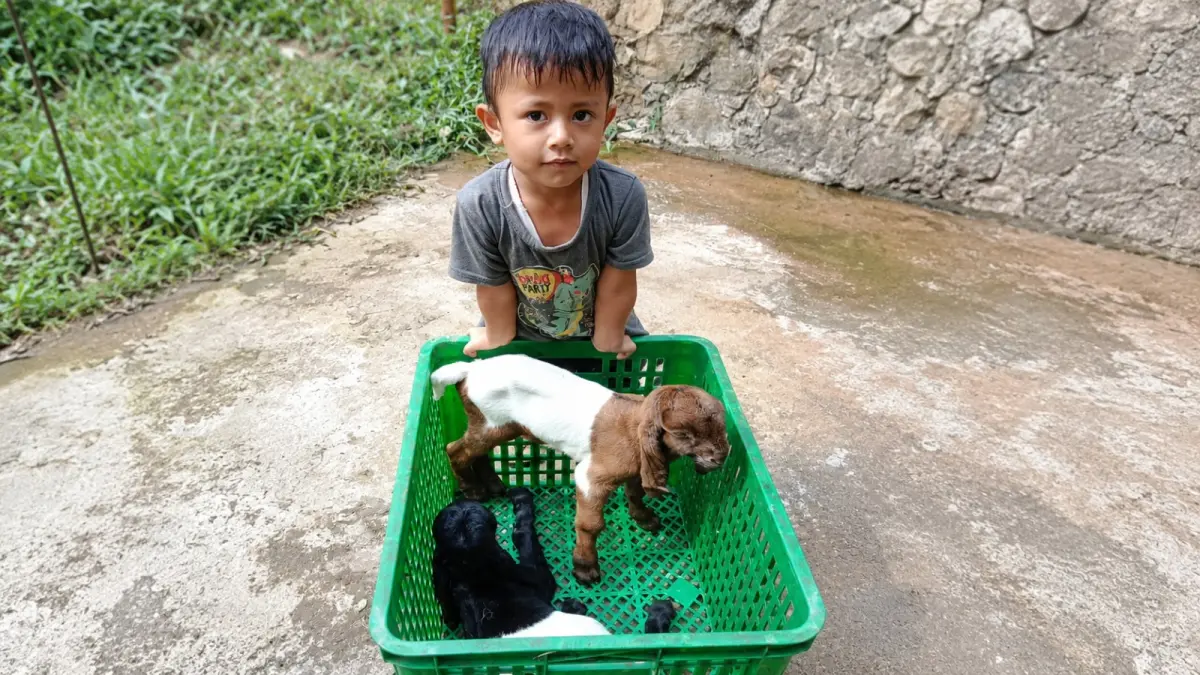 Keberhasilan usaha peternakan kambing etawa tidak hanya ditentukan oleh kualitas bibit, tetapi juga kemampuan peternak menerapkan manajemen pemeliharaan yang baik.