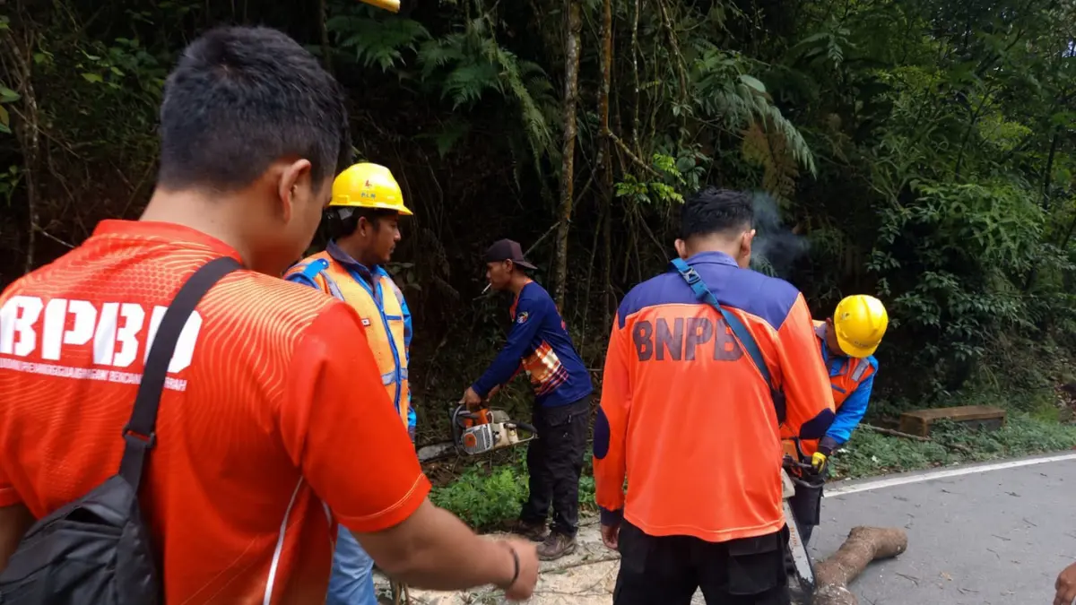 Petugas BPBD Kabupaten Limapuluh Kota bersama personel PLN Harau mengevakuasi pohon tumbang yang menutup lebih dari separuh badan Jalan Lintas Sumbar–Riau di Jorong Simpang Aia Putiah, Nagari Sarilamak, Kecamatan Harau, Kamis (16/7). (DOK BPBD)