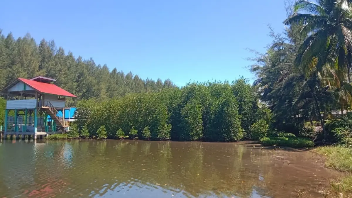 Keindahan hutan mangrove di kawasan Konservasi Penyu Amping Parak, Kecamatan Sutera, Kabupaten Pesisir Selatan. Kawasan ini akan menjadi lokasi aksi penanaman mangrove dan pelepasan tukik dalam rangka memperingati Hari Mangrove Sedunia 2026. (DOK KIS UNTUK PADEK)