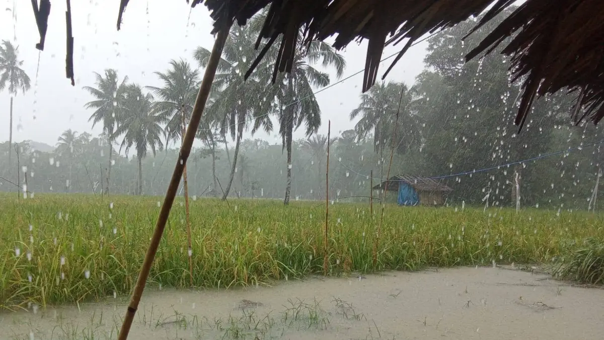 Sekitar 30 hektare sawah pascarehabilitasi di Kota Padang kembali terdampak banjir. Pemko mendorong normalisasi sungai sebelum rehabilitasi. (ilustrasi)