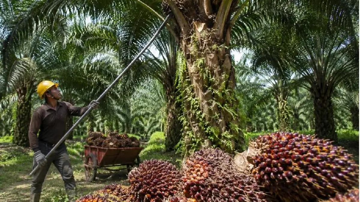 Harga TBS sawit Dharmasraya turun pada pertengahan Agustus 2026, dengan PT AWB tetap mencatat harga tertinggi Rp3.942 per kilogram.