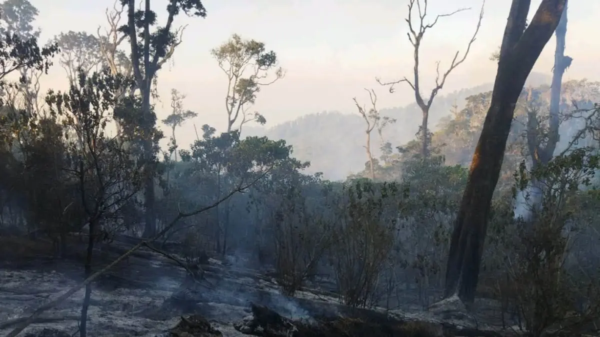 BNPB mencatat lebih 100 hektare lahan terbakar akibat karhutla yang meluas dari Aceh, Lampung, Jawa, Kalimantan, Sulawesi hingga Maluku Utara. (Dok BNPB)