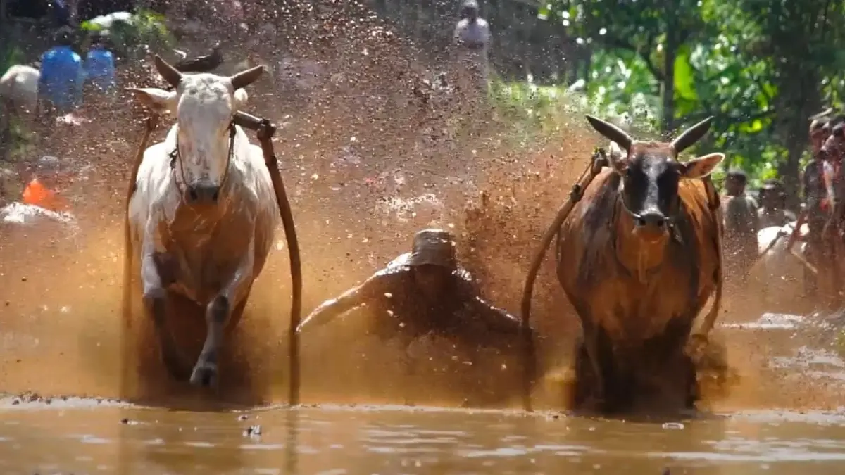 Aksi joki dalam tradisi Pacu Jawi melaju di tengah sawah berlumpur, dengan semburan lumpur mengiringi lari sapi dalam atraksi khas Tanahdatar. (Dok Disparpora Kabupaten Tanahdatar)