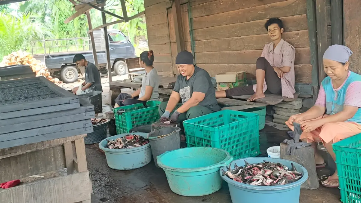 Proses membelah ikan lele (limbek) yang dilakukan dalam pengolahan lele kering di Pasaman Barat, Sabtu (3/10/2026).