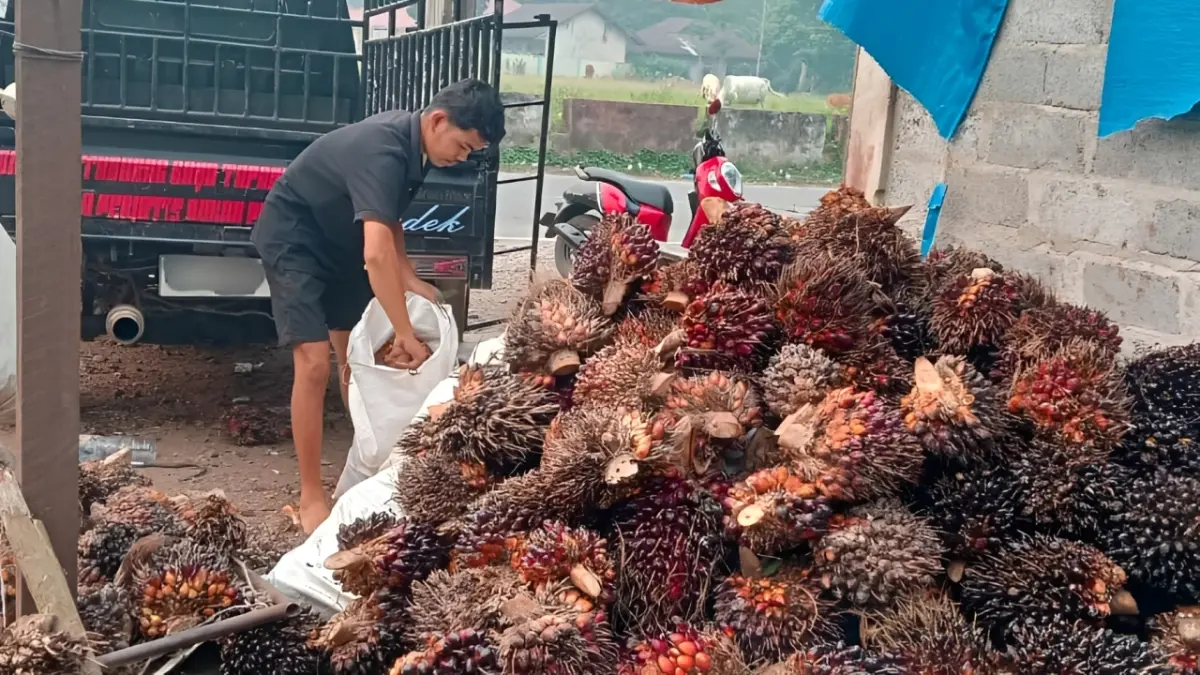 Pengepul mengumpulkan TBS sawit dari petani di Solok Selatan. Harga TBS di tingkat pengepul turun menjadi Rp3.100 per kilogram.