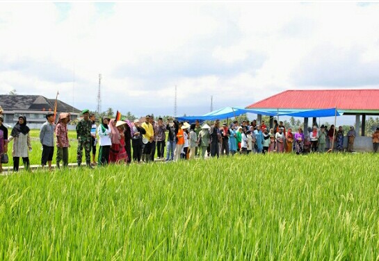TERANCAM—Areal persawahan di Kota Solok yang semakin terancam berkurang, karena dampak alih fungsi lahan akibat tuntutan pengembangan kota.