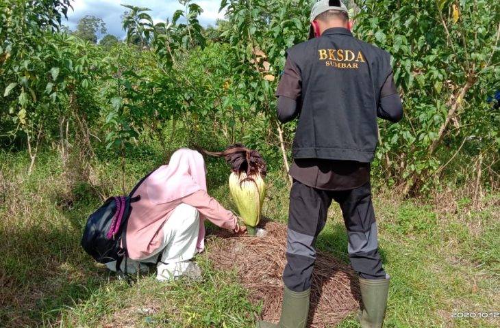 Petugas BKSDA Resort Agam mengamati bunga bangkai di pekarangan perumahan warga di Balai Ahad yang gagal mekar. (IST)