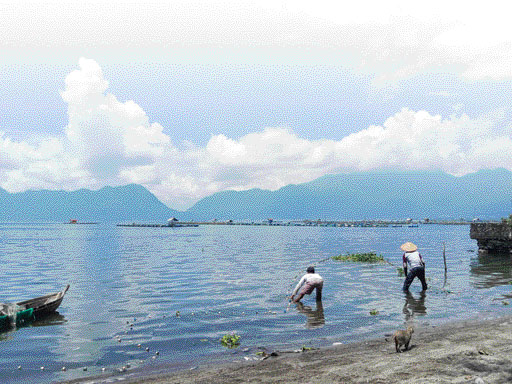 Petani keramba jaring apung (KJA) Danau Maninjau menebar pukat usai membersihkan bangkai ikan dari KJA mereka, akhir pekan lalu. Masih padatnya KJA di Danau Maninjau, menjadi persoalan yang mesti mendapat perhatian serius dari bupati/wakil bupati Agam ter
