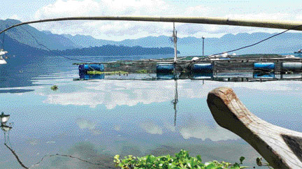 Jejeran keramba jaring apung (KJA) terlihat di Batu Nanggai, Nagari Tanjungsani, Kecamatan Tanjungraya, Agam. (IST)