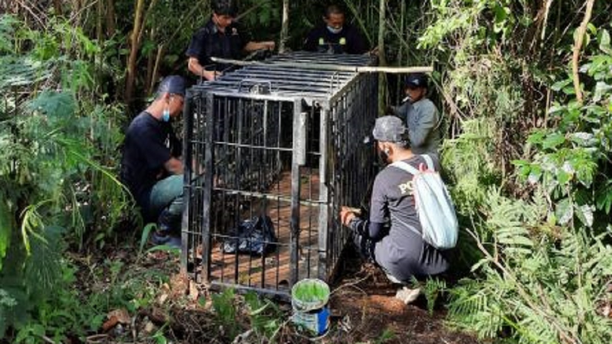 BKSDA Agam memasang perangkap untuk beruang di kawasan Kelok 44 untuk menekan konflik antara manusia dengan satwa liar. (IST)