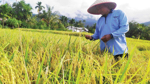Ilustrasi produksi padi meningkat (IST)