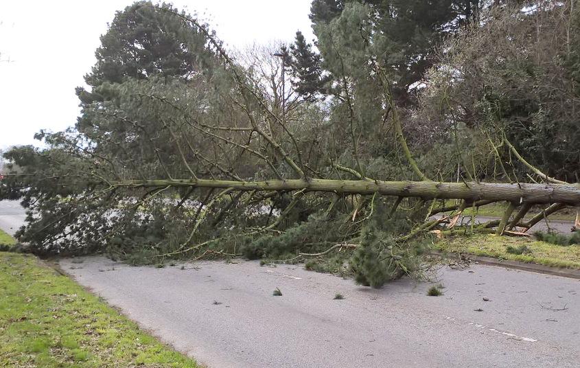 ilustrasi pohon tumbang. (net)