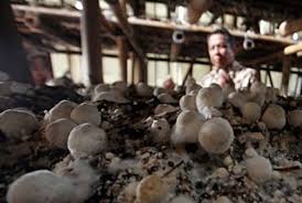 ilustrasi budidaya jamur sawit.(NET)