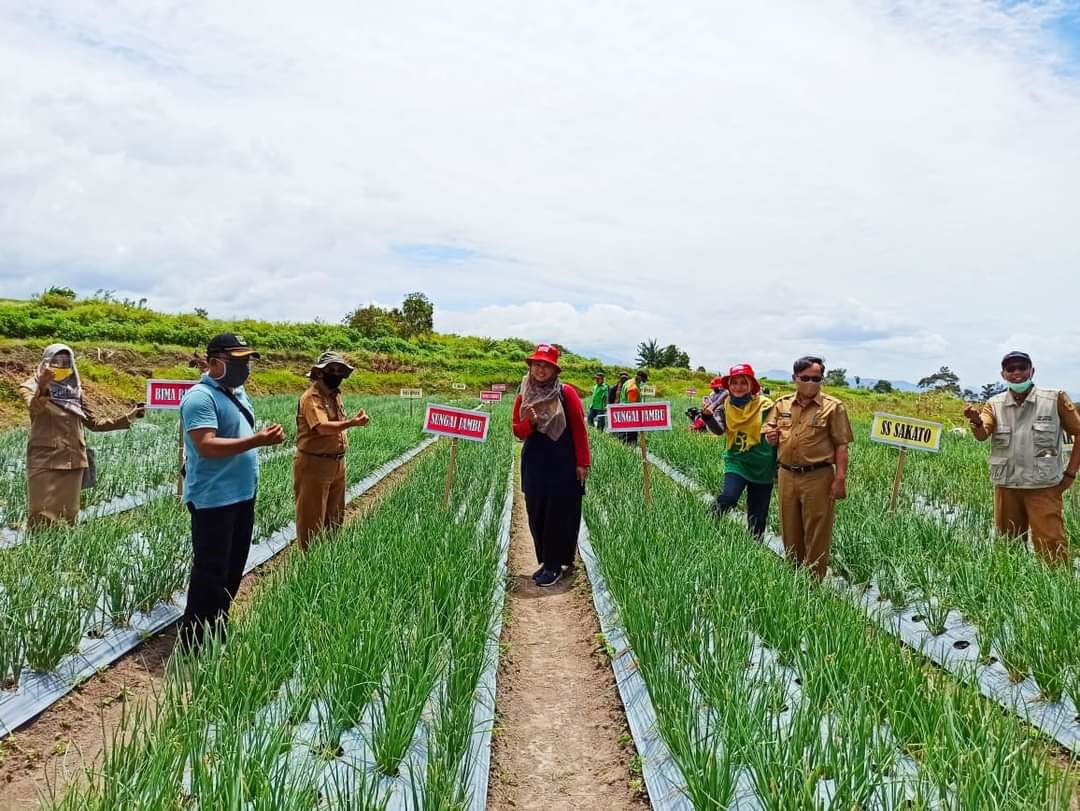 TERDAFTAR: Sejumlah ASN Dinas Pertanian Kabupaten Tanahdatar di ladang bawang merah varietas Sumbu Marapi.(IST)