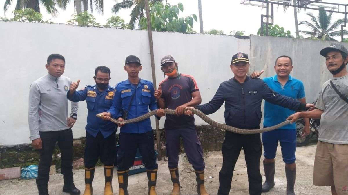 DIAMANKAN: Tim Animal Rescue Pemadam Kebakaran (Damkar) Kota Payakumbuh baru saja mengevakuasi jenis ular berbisa mematikan jenis King Cobra di perumahan Panorama Alam Indah, Kelurahan Tanjungpauh Kecamatan Payakumbuh Barat, Sabtu (14/8).(IST)