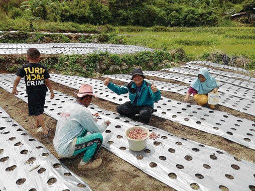 KOMODITI UTAMA: Sejumlah warga saat menanam bawang merah di Nagari Sungainanam, Kabupaten Solok.(IST)
