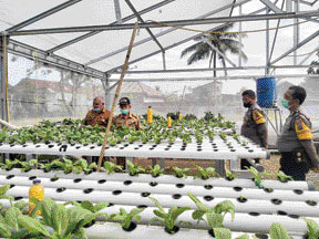 KREATIF: Pihak Kelurahan Pisang saat meninjau budidaya tanaman hidroponik di Kelurahan Pisang.(IST)