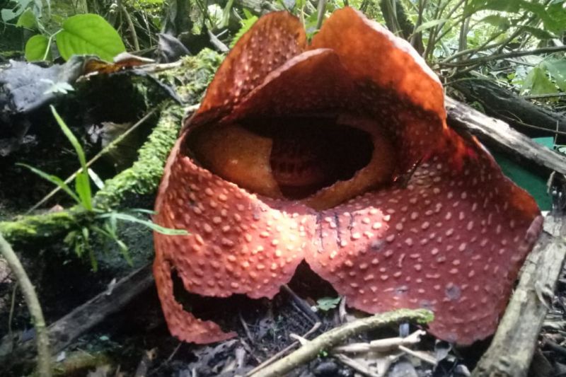 SUBUR: Penampakan bunga Rafflesia Tuan-mudae yang ditemukan mekar sempurna di kawasan hutan cagar alam Maninjau di nagari Baringin Kecamatan Palembayan, Agam. Bunga ini ditemukan oleh petugas BKSDA Resor Agam pada Rabu (6/10).(IST)