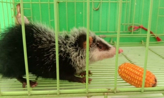 Ilustrasi penangkapan satwa langka tikus bulan.(NET)