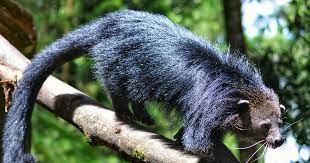 Hewan langka, binturong.(NET)