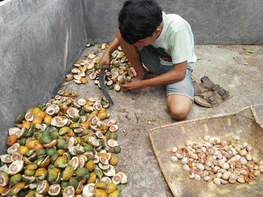 PANEN: Seorang petani sedang mencongkel buah pinang yang sudah kering dari kulitnya.(IST)