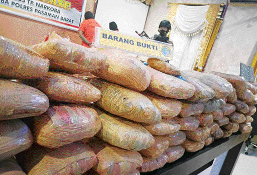 TANGKAPAN BESAR: Jajaran Satresnarkoba Polres Pasaman Barat memperlihatkan barang bukti 55 kg ganja beserta pelaku. Barang haram itu didatangkan dari Penyabungan, Sumut dan dikendalikan dari dalam lembaga pemasyarakatan.(IST)