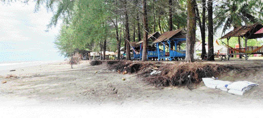MAKIN PARAH: Abrasi di Pantai Pasirjambak kian parah. Warga setempat membuat tanggul pasir sementara untuk menahan pohon agar tidak tumbang.(SUYUDI/PADEK)