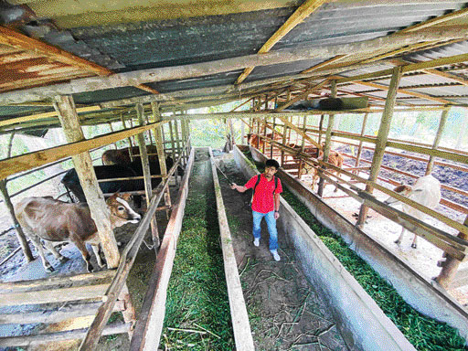 TINGKATKAN PENGAWASAN: Petugas Dinas Pertanian Kota Payakumbuh melakukan penyemprotan disinfektan di salah satu kandang sapi di Taruko, Kota Payakumbuh, Selasa, (17/5).(FOTO-FOTO: SY RIDWAN/PADEK)