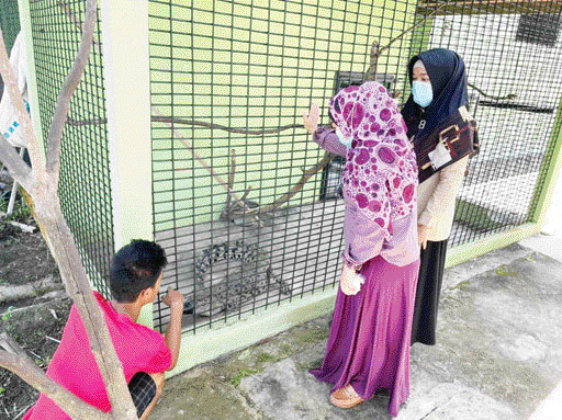 Warga melihat buaya muara di Tempat Transit Satwa (TTS) BKSDA Sumbar.