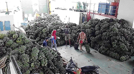 DAYA ANGKUT: Kondisi pisang petani saat pendistribusian di pelabuhan kapal yang padat. Banyak yang tidak bisa terangkut karena sudah melebihi kapasitas.(IST)