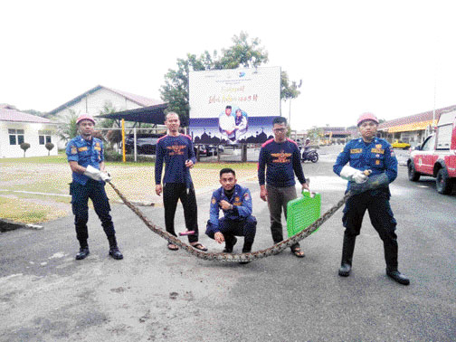 EVAKUASI: Petugas Damkar Kota Padang mengevakuasi ular phyton di Kantor Balai Jalan Nasional Sumbar, Rabu (20/7).(IST)
