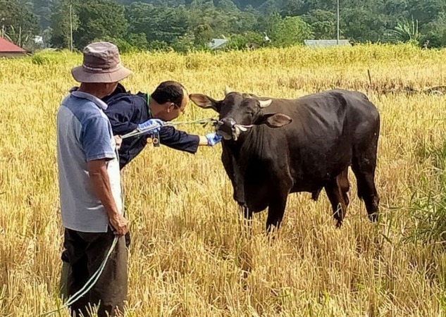 INTENSIF: Pihak Dispangtan Padangpanjang intensif telah melakukan pemeriksaan terhadap ratusan hewan kurban di kota setempat, kemarin (6/7).(IST)
