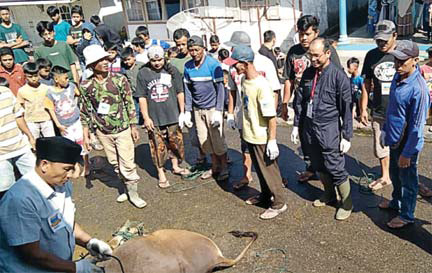 PEMANTAUAN: drh Wahidin Beruh (tiga dari kanan) memantau proses penyembelihan hewan kurban di salah satu titik untuk pemeriksaan antemortem dan postmortem.(IST)