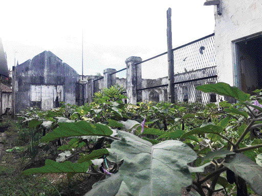 POTENSI WISATA BARU: Kondisi terkini bangunan tua eks lapas Bukittinggi di Jalan Perintis Kemerdekaan yang menyimpan potensi sebagai destinasi wisata unggulan.(IST)