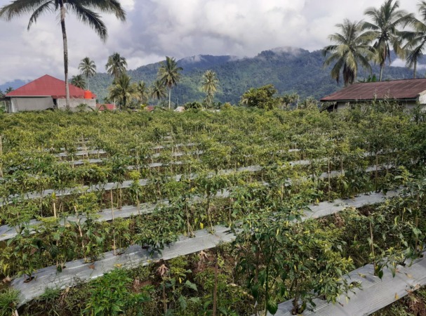 MENGUNTUNGKAN: Lahan pertanian cabai rawit milik petani di Sangir. Meski harga cabai rawit naik-turun, namun masih menguntungkan petani.(ARDI/PADEK)