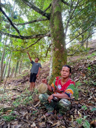 WARGA Nagari Salidosaribulan Indra Bhakti bersama rekannya saat mengambil durian yang jatuh di lahannya.(IST)