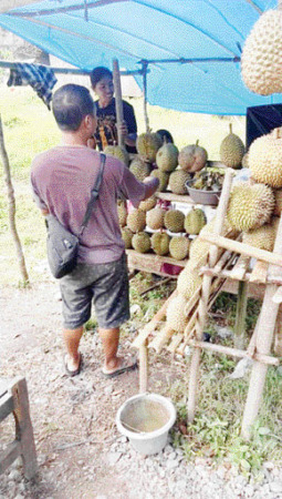 RAMAI DIKUNJUNGI: Seorang pembeli sedang memilih durian yang aka dibeli dari pedagang yang ada di Kabupaten Sijunjung.(IST)