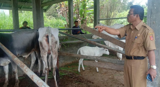 PROGRAM INSEMINASI: Kadis Pertanian Agam Afniwirman meninjau anak sapi PO yang baru lahir tiga hari lalu di sentra pembibitan Cubadak Lilin, Nagari Tigobalai Matur, Senin (12/9).(PUTRA/PADEK)
