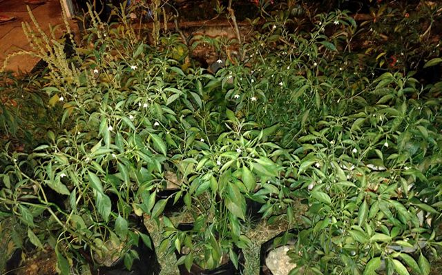 upaya salah seorang warga menanam cabai di dalam polybag.