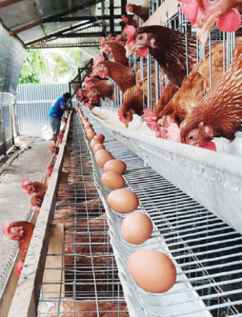 LAGI MAHAL: Deni Prianto, salah seorang peternak dan distributor telur ayam buras di Lubukbasung, Kabupaten Agam, sedang mensortir telur ayam di kendang miliknya, beberapa hari lalu.(DOK. DENI PRIANTO FOR PADEK)