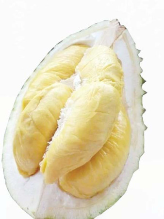 PALING UNGGUL: Durian Rajo Silului menjadi salah satu varietas unggul di Solok Selatan. Durian ini hanya ada satu batang di daerah tersebut.(IST)